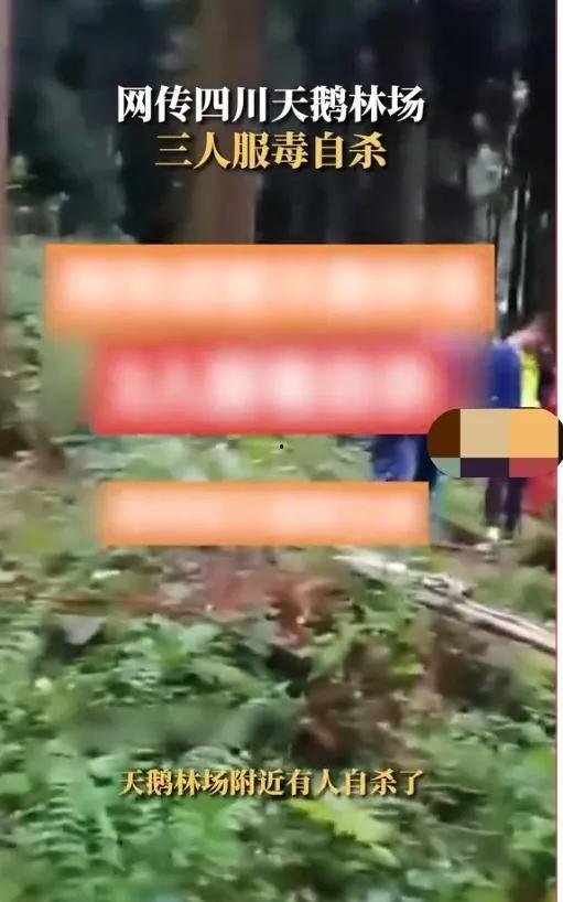 天鹅林场最新爆料视频,最新爆料视频揭秘惊人真相 第2张 天鹅林场最新爆料视频,最新爆料视频揭秘惊人真相 第2张