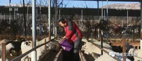 青岛爆料羊贵妃事件视频,视频揭露惊人真相  第2张