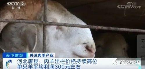 青岛爆料羊贵妃事件视频,视频揭露惊人真相  第3张