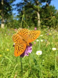 瑞典蝴蝶在线观看,在线观看之旅