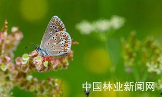 瑞典蝴蝶在线观看,在线观看之旅  第2张