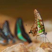 瑞典蝴蝶在线观看,在线观看之旅  第3张