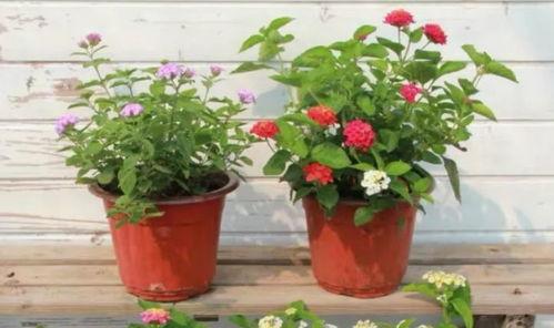 奶企高管爆料视频最新,揭秘行业黑幕与真相  第3张