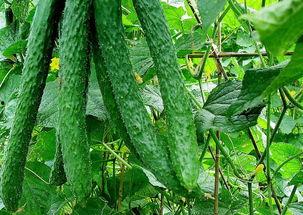 黄瓜农药爆料视频大全最新,最新爆料视频大全深度解析  第3张